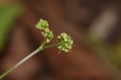 Sanicula liberta