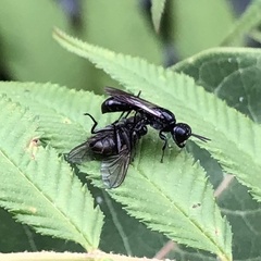Crossocerus