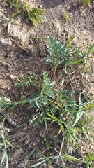 Pelargonium pillansii