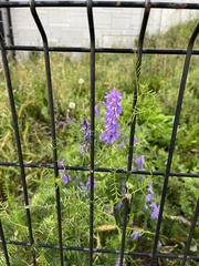Vicia cracca