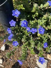 Evolvulus alsinoides