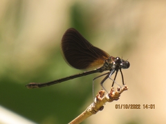 Calopteryx haemorrhoidalis