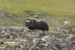 Ovibos moschatus