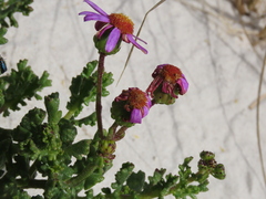 Senecio elegans