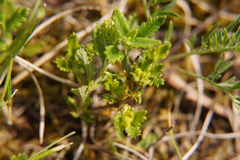 Teucrium