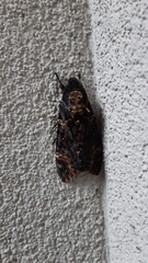 Acherontia atropos