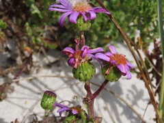 Senecio elegans