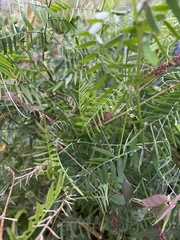 Vicia cracca