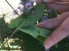 Enoplognatha ovata
