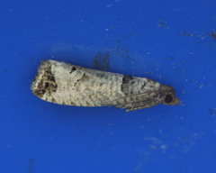 Notocelia culminana