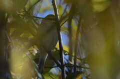 Emberiza