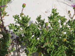 Senecio elegans