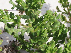 Senecio elegans