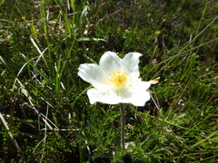 Anemonoides sylvestris