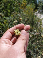 Hermannia hyssopifolia