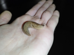 Tandonia kusceri