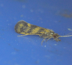 Mystacides interjectus