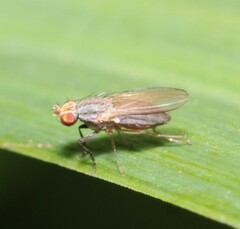 Trixoscelis