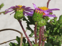 Senecio elegans