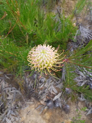 Leucospermum lineare