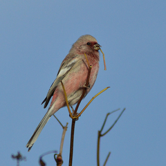 Carpodacus sibiricus