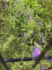 Vicia cracca