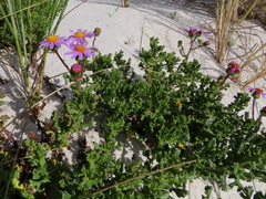 Senecio elegans