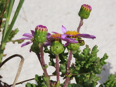 Senecio elegans