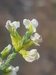 Amphithalea vlokii