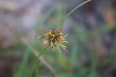 Cyperus vestitus