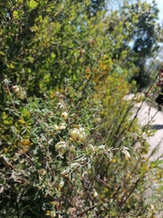 Hermannia hyssopifolia