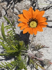 Gazania pectinata
