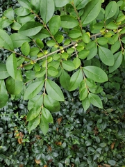 Ligustrum