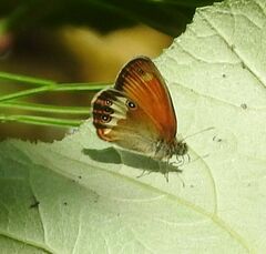 Coenonympha arcania