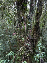 Billbergia distachia