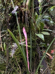 Billbergia distachia