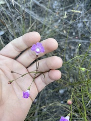 Agalinis edwardsiana