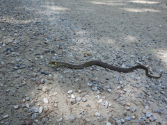 Zamenis longissimus