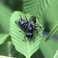 Crossocerus