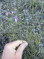 Agalinis edwardsiana