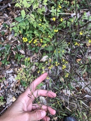 Erysimum cheiranthoides