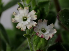 Silene crassifolia