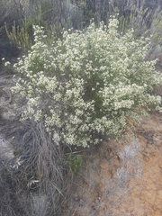 Amphithalea vlokii