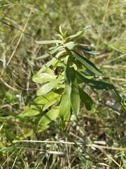 Euphorbia stepposa