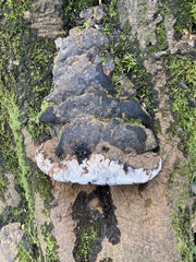 Ganoderma adspersum