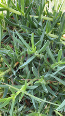 Carpobrotus edulis