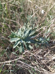 Euphorbia stepposa