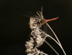 Sympetrum depressiusculum