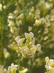 Amphithalea vlokii