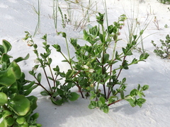 Silene crassifolia